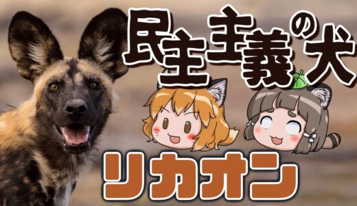 【天才】狩りは○○で決める！？民主主義の犬リカオン【へんないきもの#94】