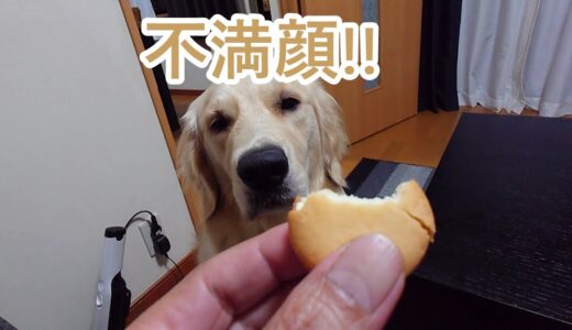 大型犬の不満顔！ゴールデンレトリバーティト。