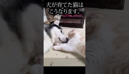 犬を見つけた時の猫の行動が可愛すぎる...笑#shorts