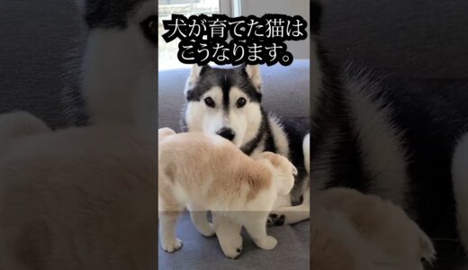 犬が育てた猫はこうなります...笑#shorts