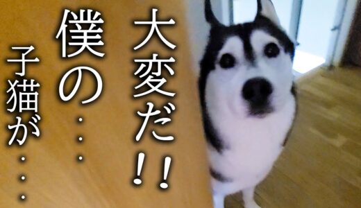 子猫の異変を秒で知らせにきたハスキー犬について行ってみると…