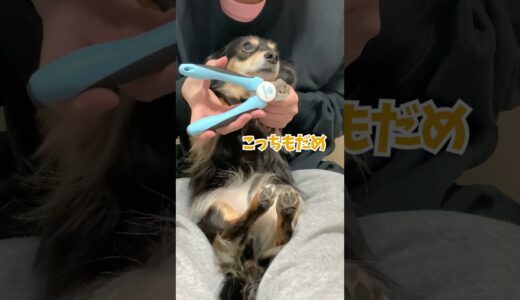 爪切りに命を吸い取られると思ってる犬