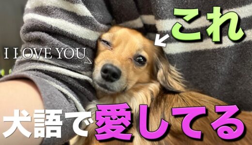 犬がするこの行動は犬語で「愛してる」です。