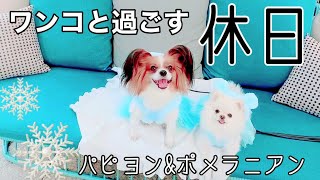 飼い主が休みの日♪【犬と過ごす一日】