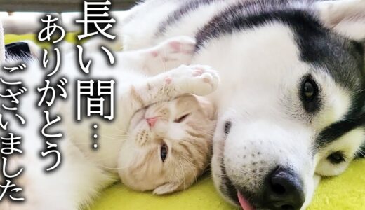 1年間ハスキー犬に育てられた猫はこうなりました...