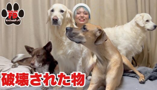 【大型犬５匹】我が家で壊された物を上げてみた！