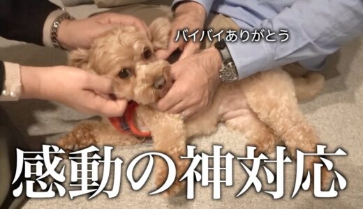 遂にお別れの時、預かっていた犬が最後にとった行動に感動しました。