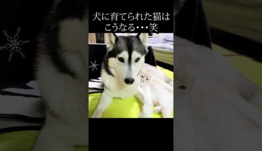 寂しくて育ての犬と一緒に寝たい子猫がこちら...#shorts