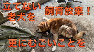 【27】許されない飼育放棄！自力で立てない老犬がなぜ路上に⁈警察の対応を要請しています