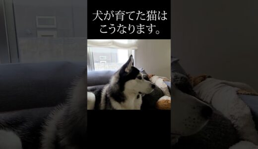 犬を自分の親だと思ってる子猫がこちらです#shorts