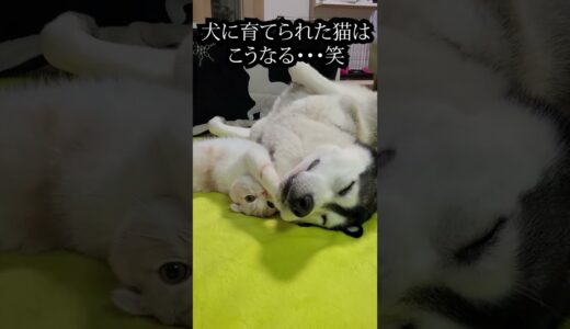 帰宅が深夜になった日の猫と犬の反応...#shorts