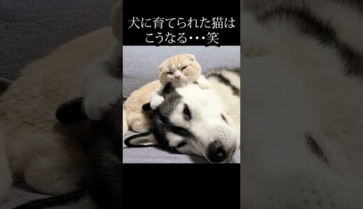 犬を親だと思ってる猫がこちら…#shorts