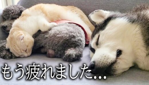 ハスキー犬の看病疲れで子猫がダウンしちゃいました...