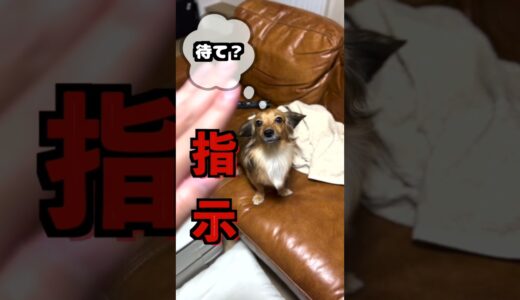 犬にこの名前はつけるな！ #shorts