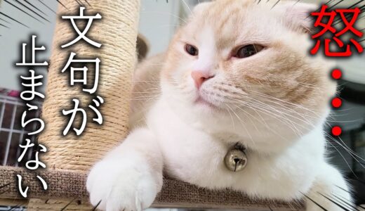 ご飯の時間に遅れて帰宅したら子猫と犬の文句が止まらない…笑