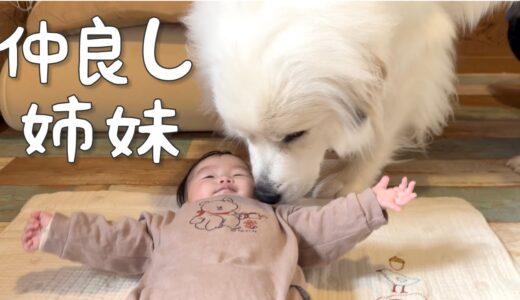 【大丈夫？w】どんだけ顔面を蹴られても妹のそばに居たい超大型犬｜グレートピレニーズ