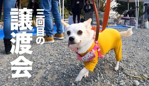 保護犬ロコ、譲渡会でドッグランデビュー？！どんぐりくん登場