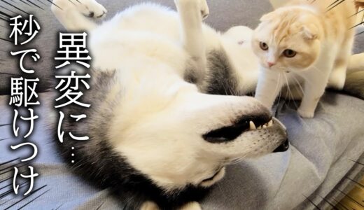 倒れてピクピクするハスキー犬を見た子猫の行動に驚きました…