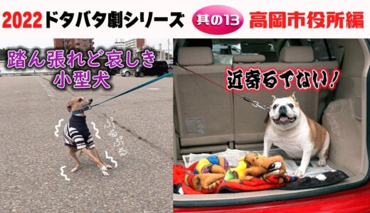 2022狂犬病予防注射会場のドタバタ劇・其の13 高岡市役所編