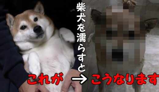 扉を開けると愛犬が別の犬になっていた