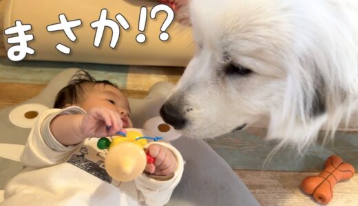 【感動！】初めて妹のおもちゃを見た超大型犬の反応が泣けました、、、｜グレートピレニーズ