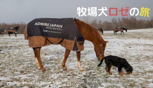 牧場犬ロゼの旅｜ヴェルサイユリゾートファーム