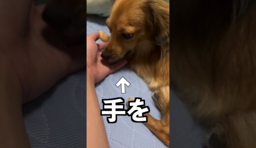 犬がこの行動をしたら家族の中で一番嫌われてます #shorts