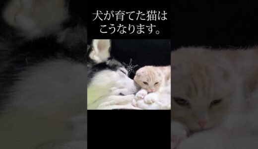 犬が子猫の親になると...#shorts