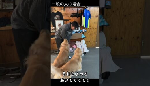 街角で大型犬と会った時の触り方