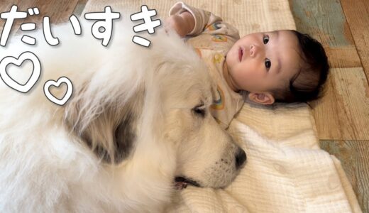 【デカッ】どんどん妹が大好きになっていく超大型犬の甘え方が可愛すぎたw｜グレートピレニーズ