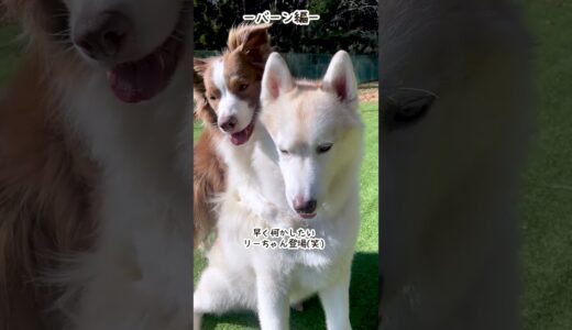 【第3弾】ボーダーコリーとハスキー犬の性格の違いが可愛すぎるｗ【バーン編】 #shorts