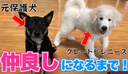 お迎えしたグレートピレニーズをビビりさんの元保護犬が受け入れてくれるまでが可愛かった