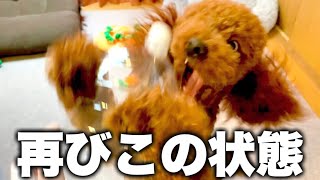 みんなからのプレゼントに興奮する犬。