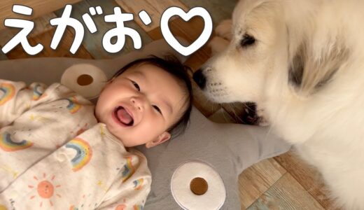 【大喜び♪】超大型犬がそばにくると笑顔が止まらなくなる生後5ヶ月の妹｜グレートピレニーズ