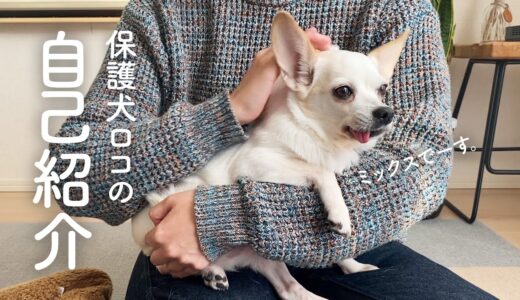 保護犬ロコちゃんを紹介します。【家族募集中】