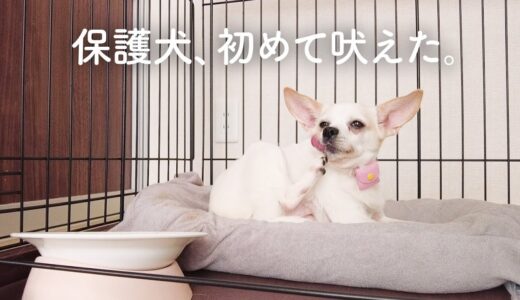 静かな保護犬が、初めて吠えた声がこちらです。