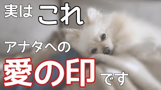 気づかな損！犬が本当に好きな人の前でしてる愛してるのサイン【犬の仕草】