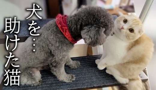 階段が怖くて固まってる犬を助ける猫の行動に感動しました...