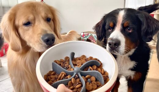 老犬バーニーズに早食い防止皿を使ったら効果覿面でした！