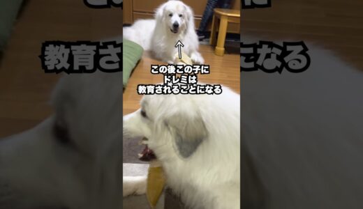 格の違いを見せつけられた超大型犬がザコ可愛いw   #shorts