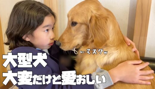 【大型犬仔犬のいる生活#7】密着！ゴールデンと暮らすと笑いあり涙あり⁉︎の生後8ヶ月