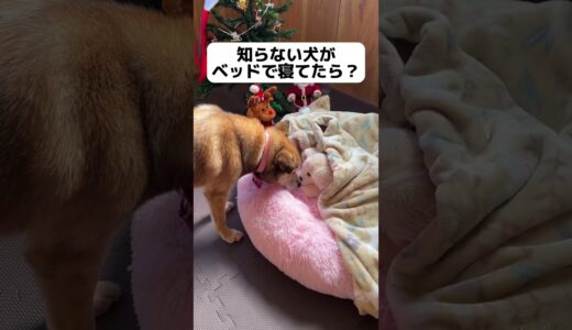 【検証】長年外飼いだった愛犬の新居に知らない犬がいたら？#shorts