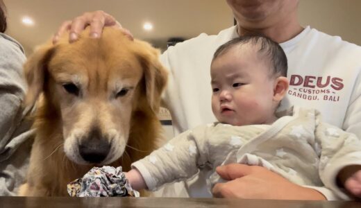 ブツブツ文句を言いながら大型犬と赤ちゃんの仲を取り持つ父。