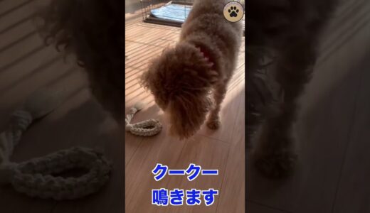 4歳トイプードルの保護犬ヤマト #shorts