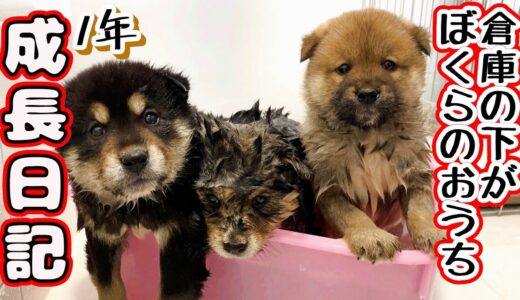 【子犬　保護犬】倉庫の下が住処だった野犬の子犬　成長日記