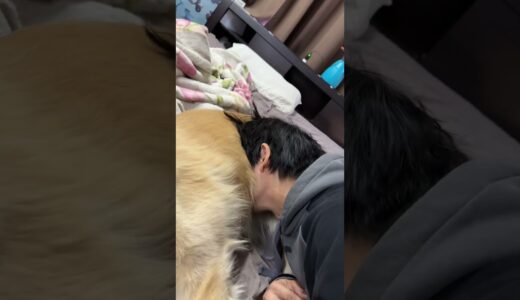 彼は大型犬が許してくださる特権をします