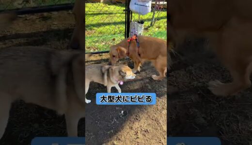 シニア犬でも犬友達は作れますか？#shorts