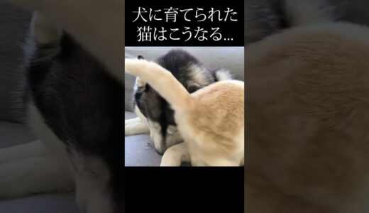 育ての親ハスキー犬を見つけた子猫が...#shorts