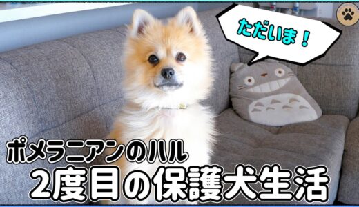 保護犬に戻った2歳ポメラニアンのハル