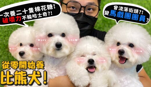 【從零開始養】比熊犬!養二十隻棉花糖是什麼體驗?破壞力竟然不輸哈士奇?曾流落街頭變馬戲團團員?【許伯簡芝】Bichon